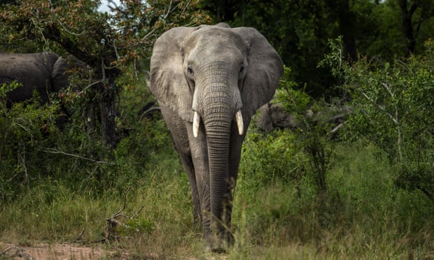 An African Elephant